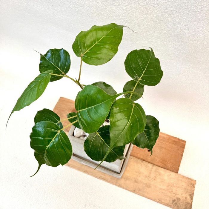 観葉植物現品販売