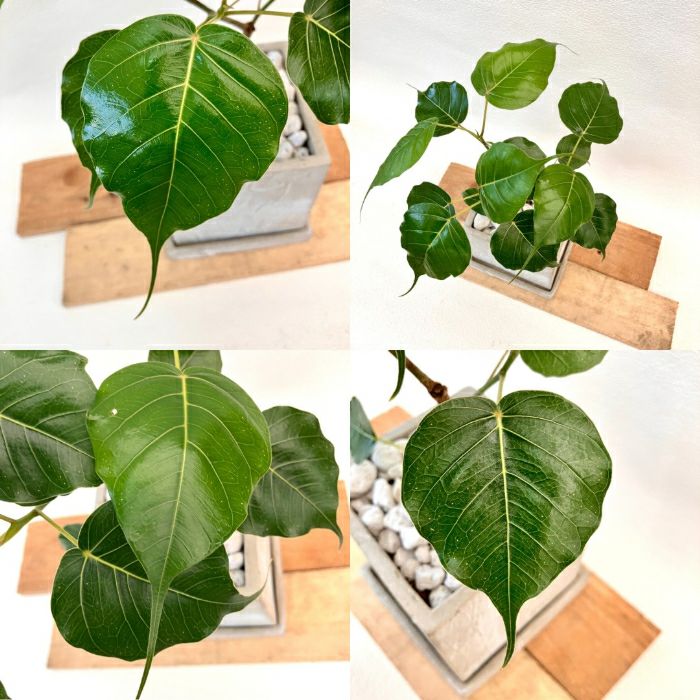 観葉植物現品販売