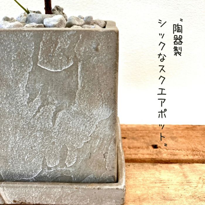 観葉植物現品販売