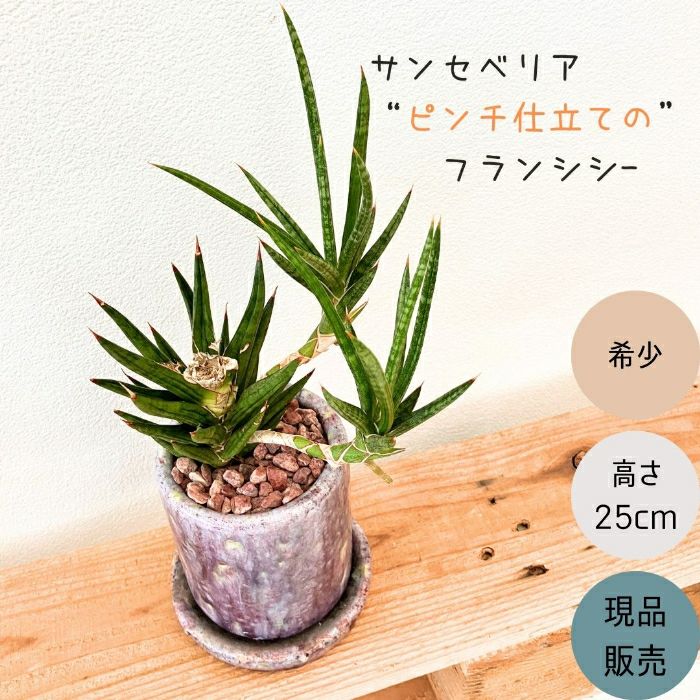 観葉植物現品販売