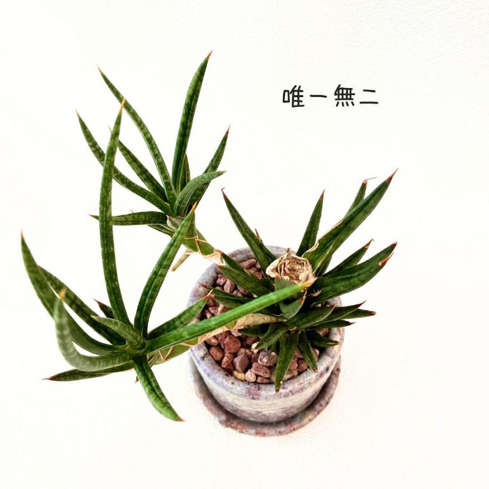 観葉植物現品販売