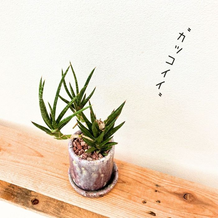 観葉植物現品販売