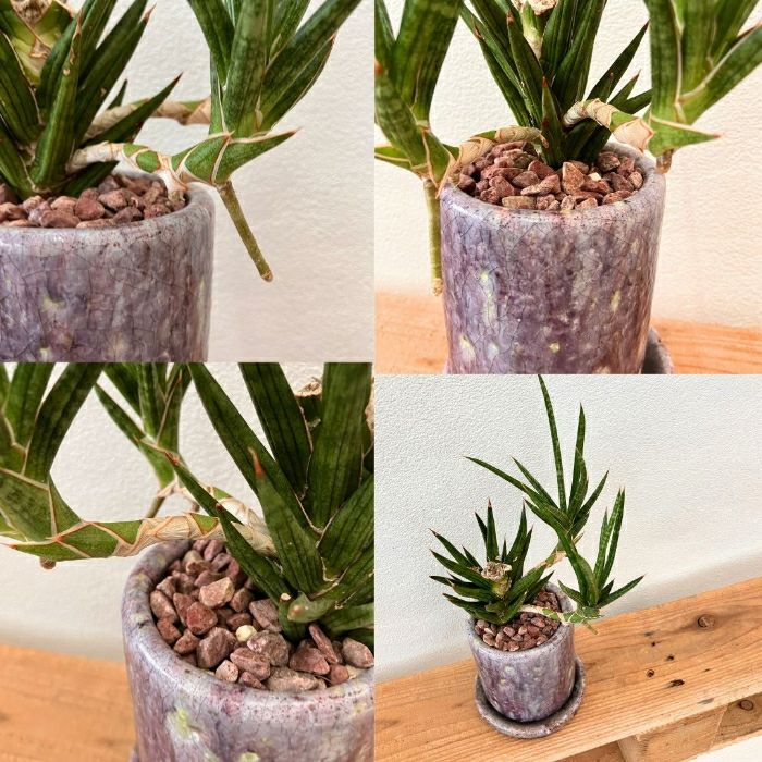 観葉植物現品販売