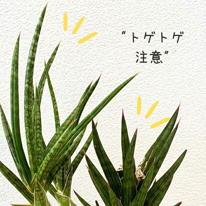 観葉植物現品販売