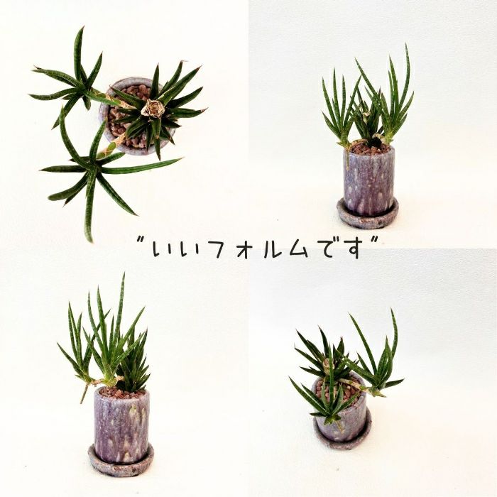観葉植物現品販売