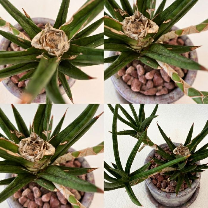 観葉植物現品販売