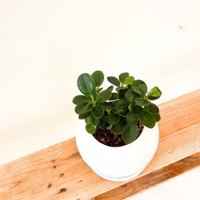 観葉植物現品販売