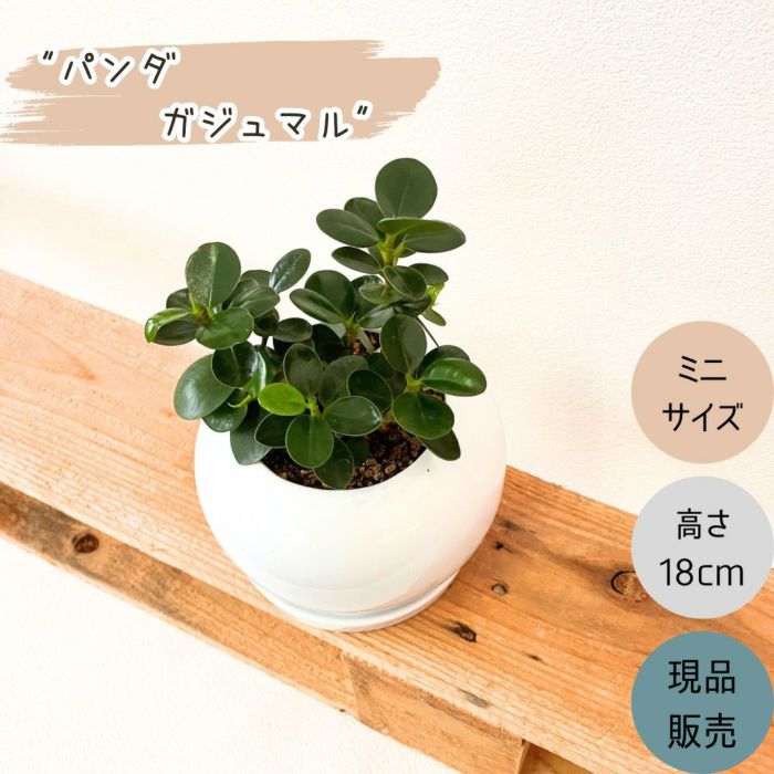 観葉植物現品販売