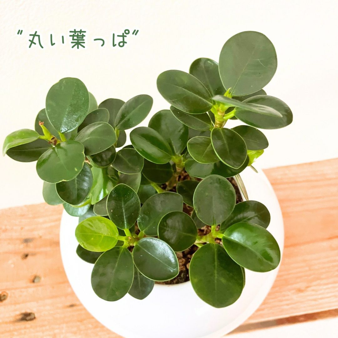 観葉植物現品販売