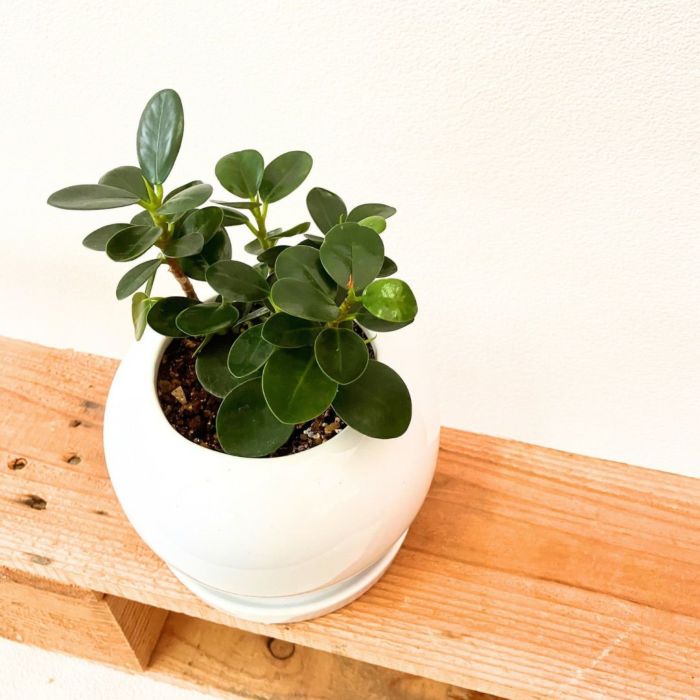 観葉植物現品販売