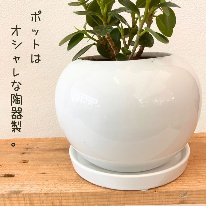 観葉植物現品販売