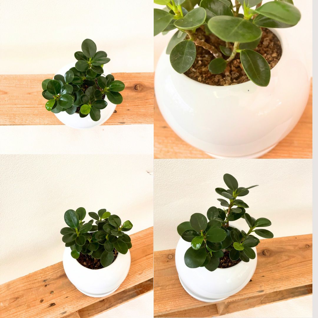 観葉植物現品販売