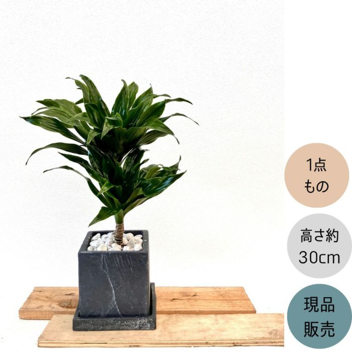 観葉植物現品販売