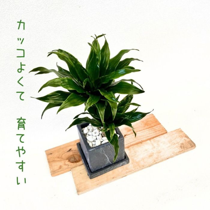 観葉植物現品販売