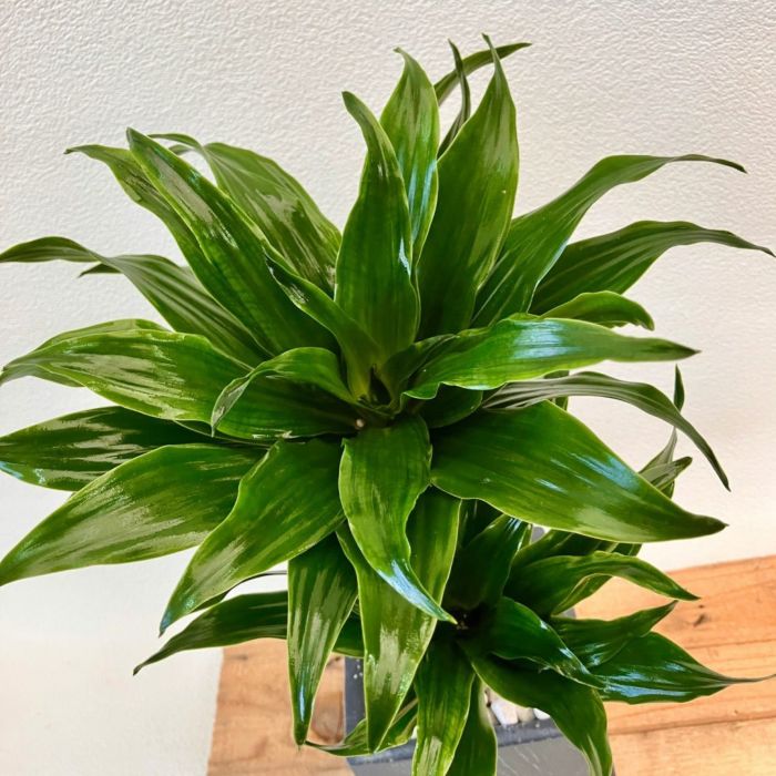 観葉植物現品販売