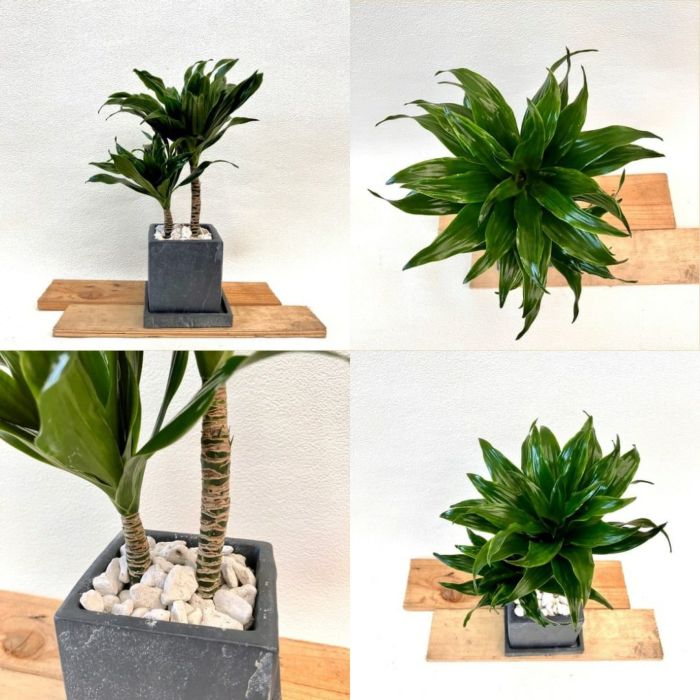 観葉植物現品販売