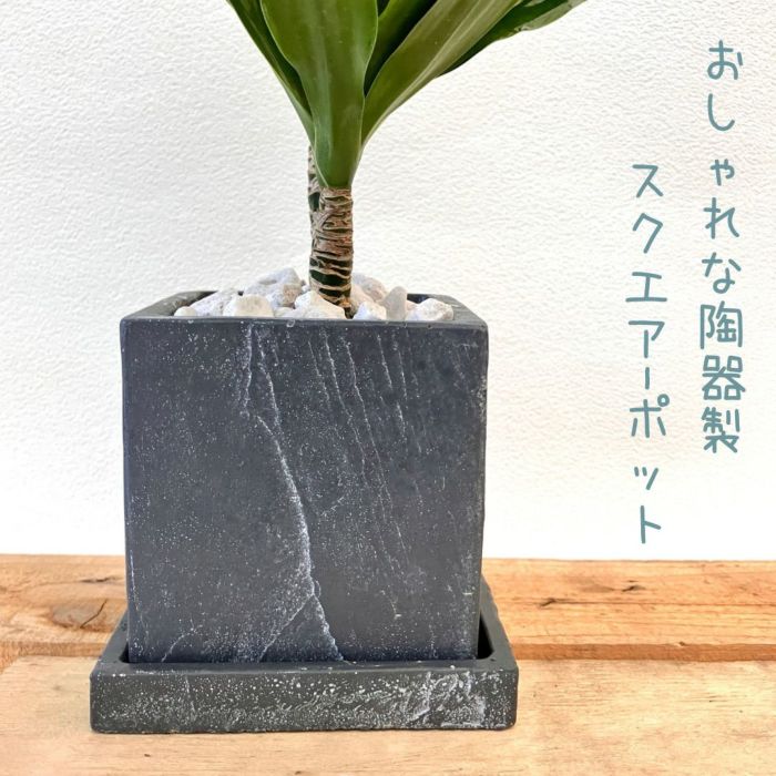 観葉植物現品販売