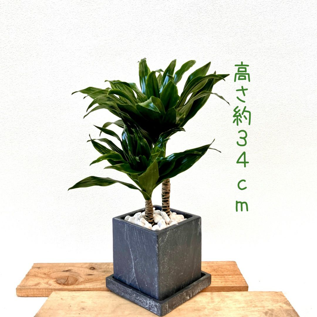 観葉植物現品販売