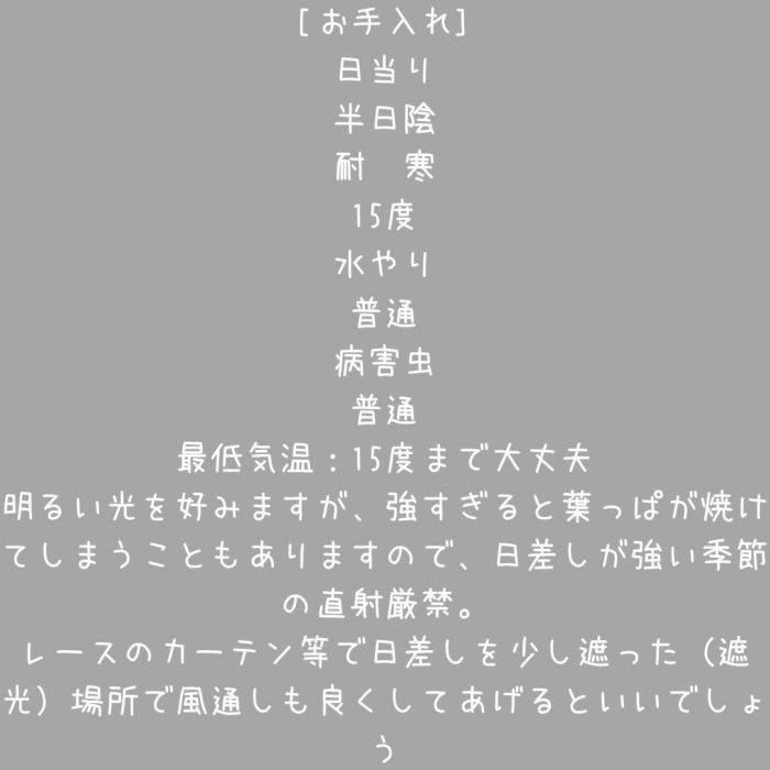観葉植物現品販売