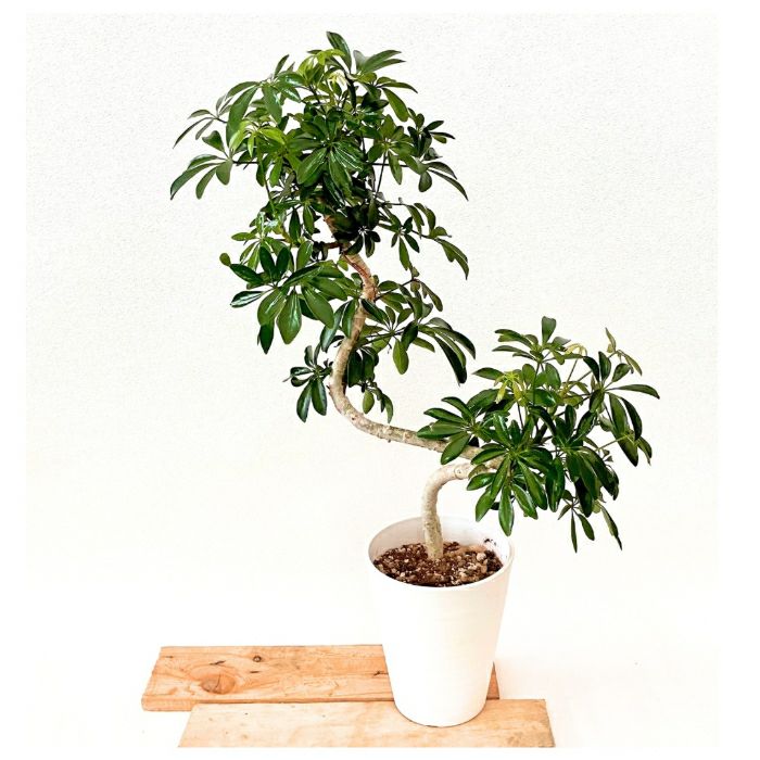 観葉植物現品販売