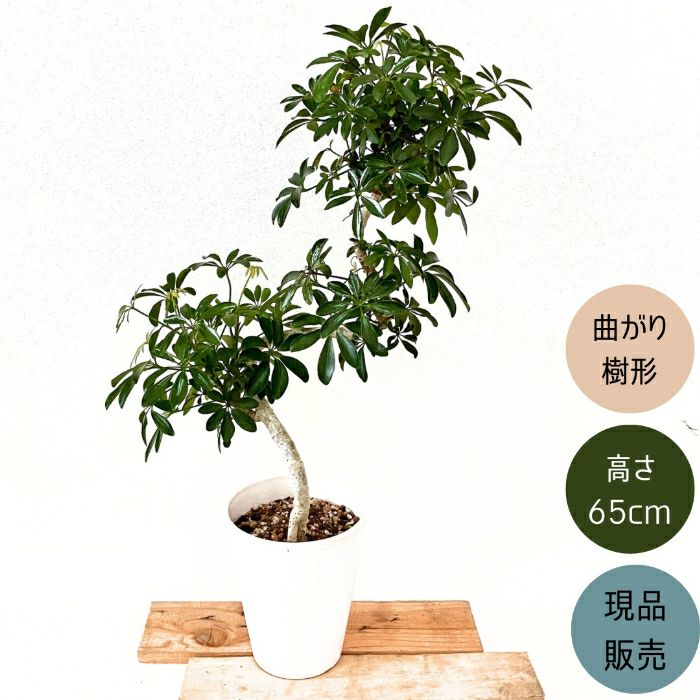観葉植物現品販売