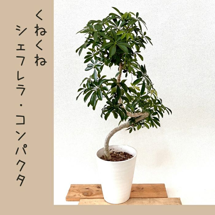 観葉植物現品販売
