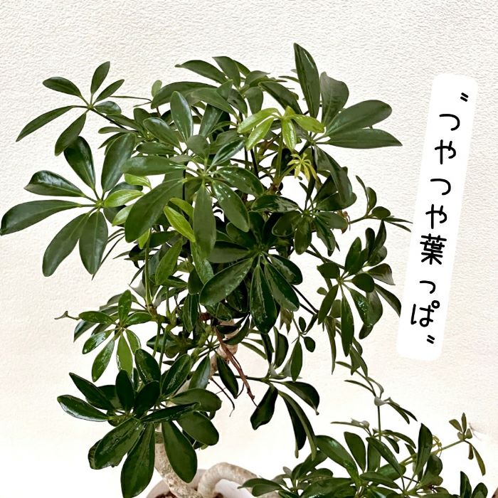 観葉植物現品販売