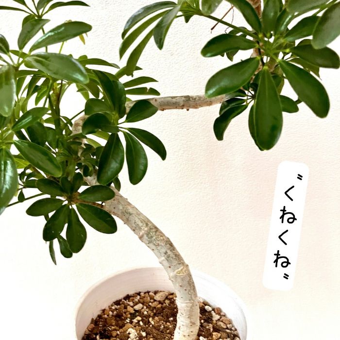 観葉植物現品販売