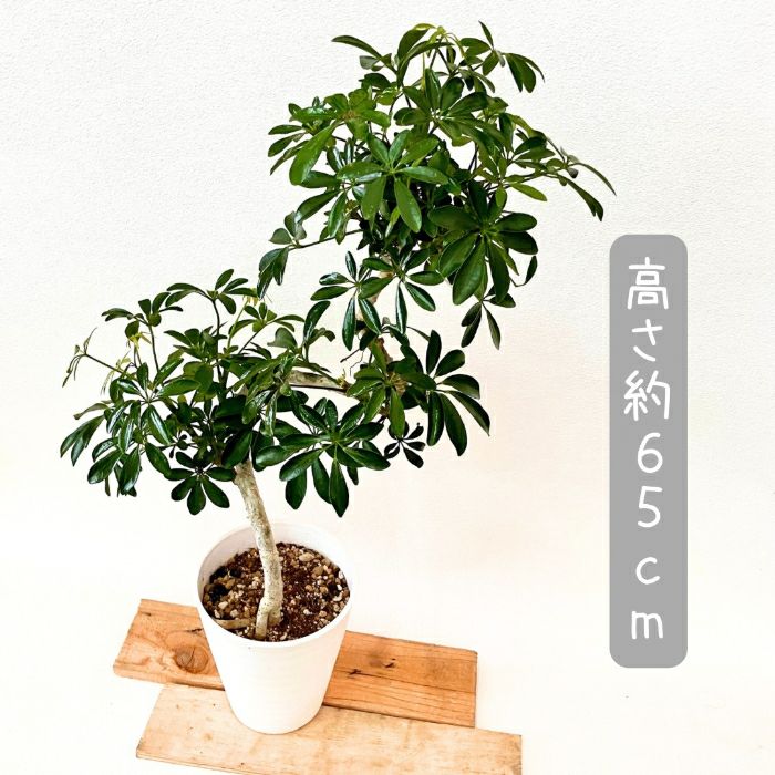 観葉植物現品販売