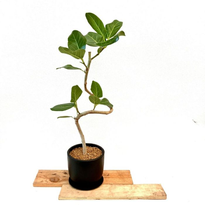 観葉植物現品販売