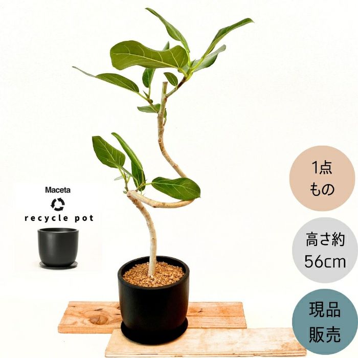 観葉植物現品販売