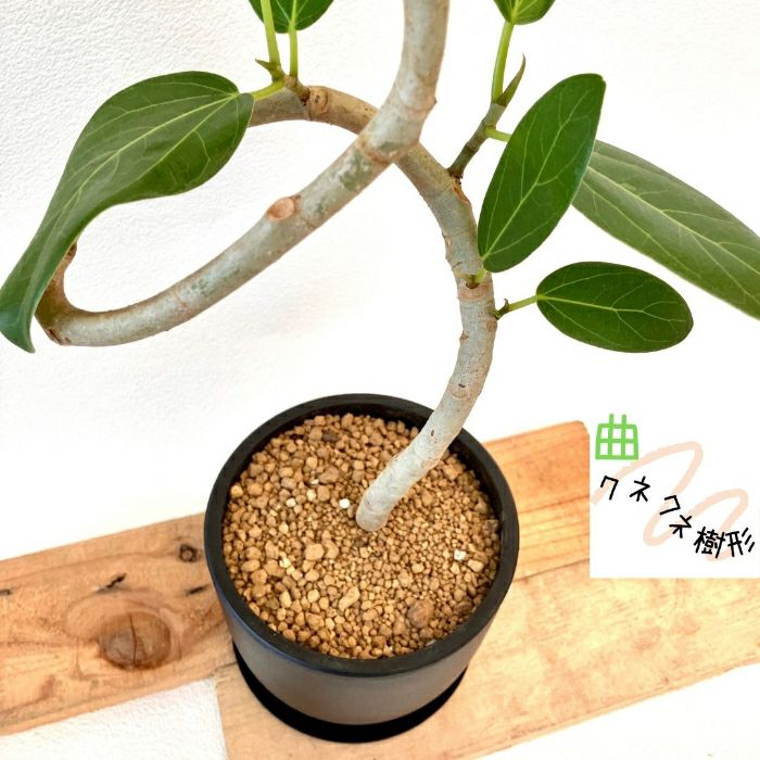 観葉植物現品販売