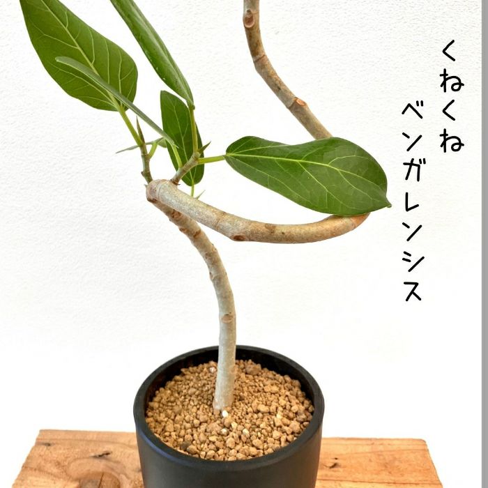 観葉植物現品販売