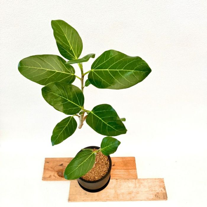 観葉植物現品販売