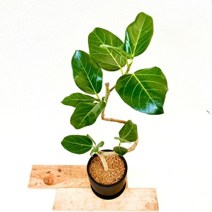 観葉植物現品販売