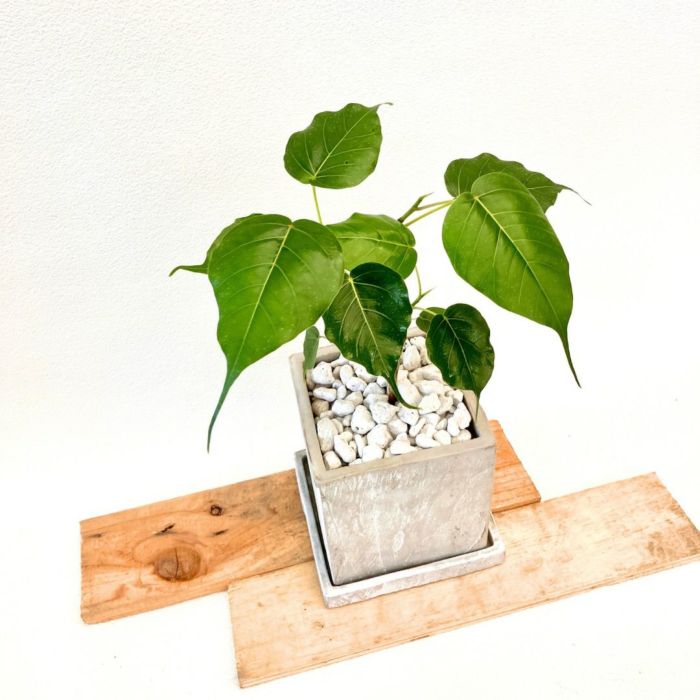 観葉植物現品販売