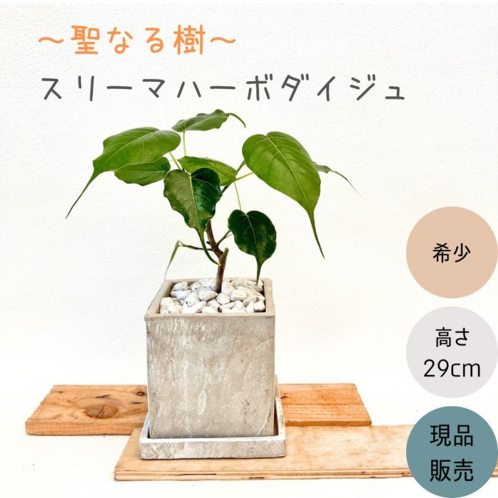 観葉植物現品販売