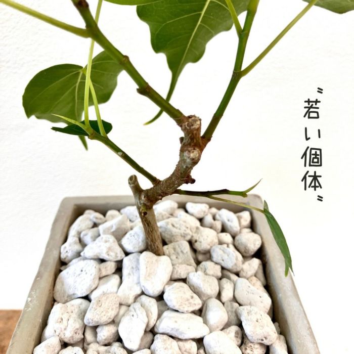 観葉植物現品販売