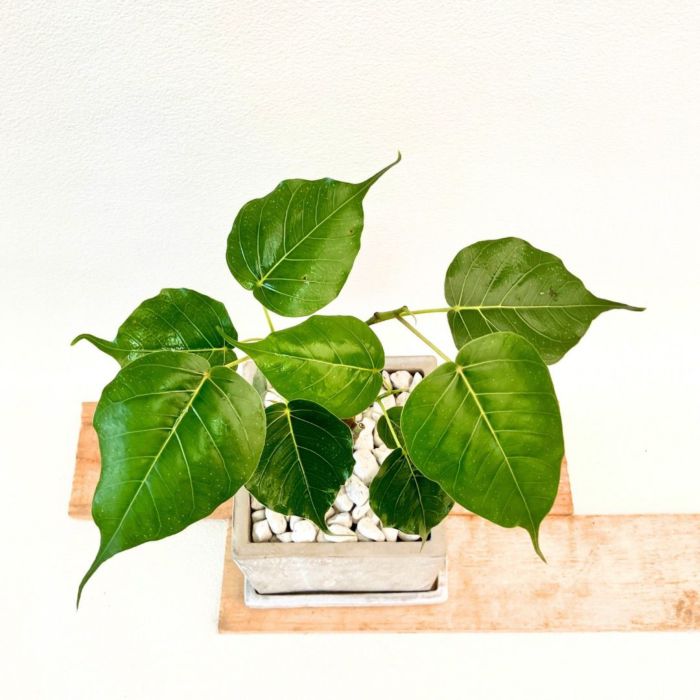 観葉植物現品販売