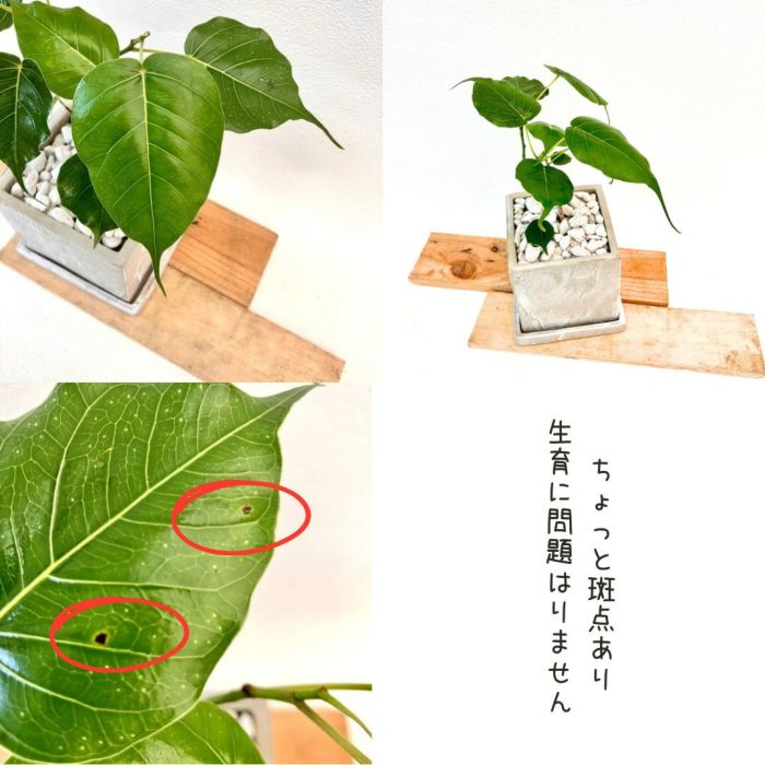 観葉植物現品販売