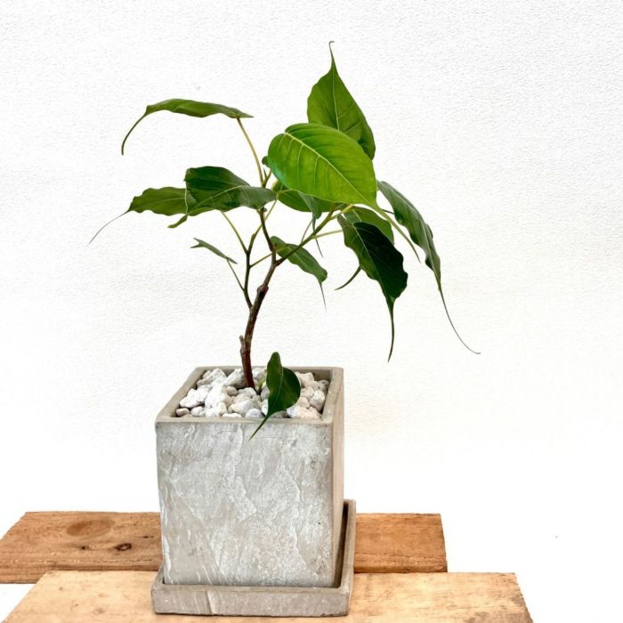 観葉植物現品販売