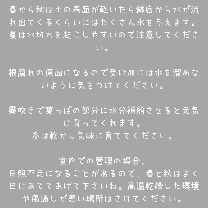 観葉植物現品販売