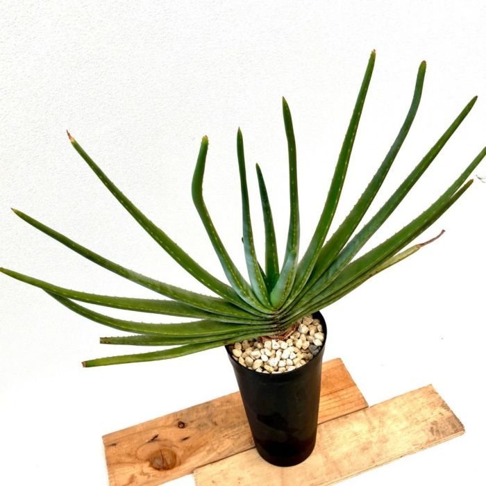 観葉植物現品販売