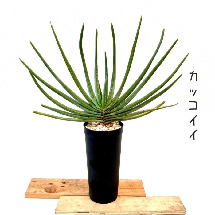 観葉植物現品販売