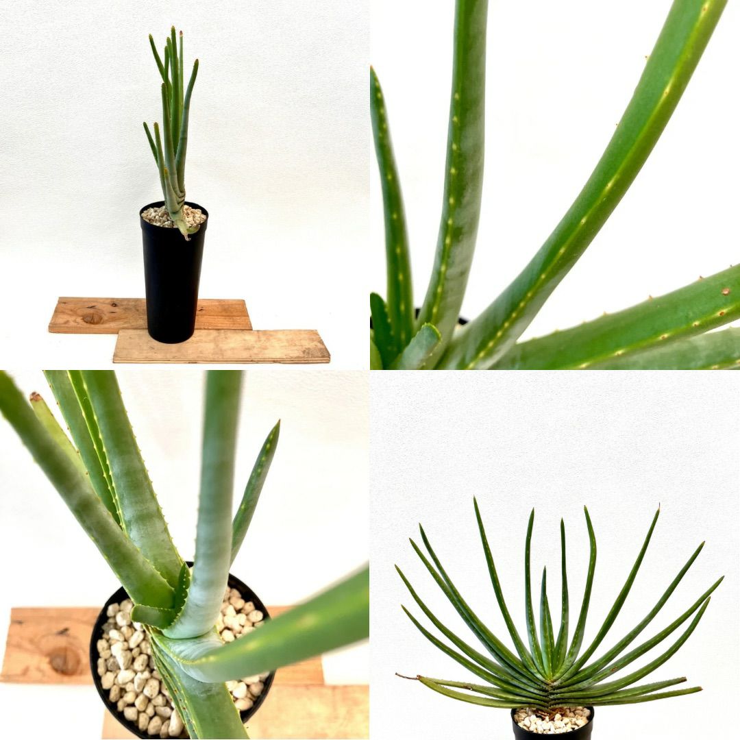観葉植物現品販売