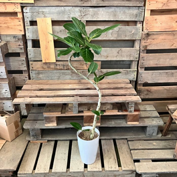 観葉植物現品販売