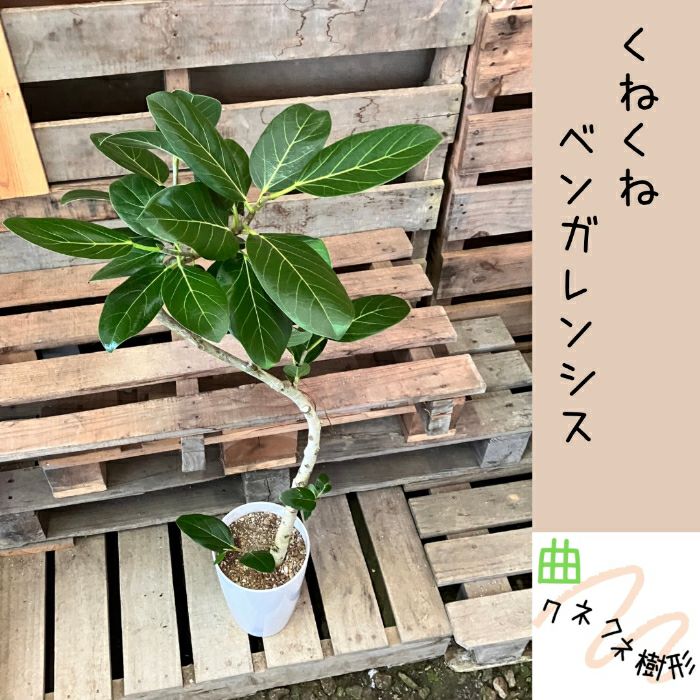 観葉植物現品販売