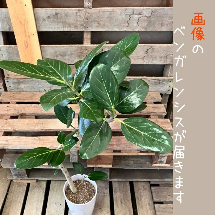観葉植物現品販売