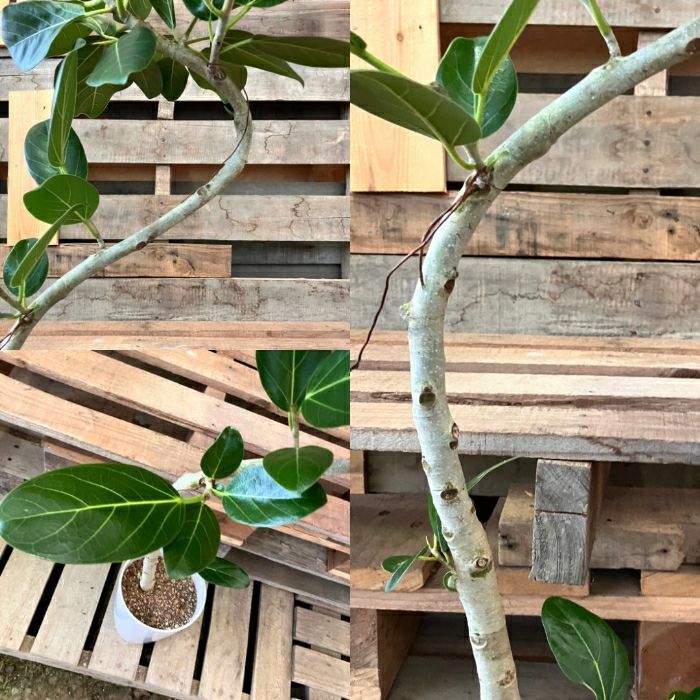 観葉植物現品販売