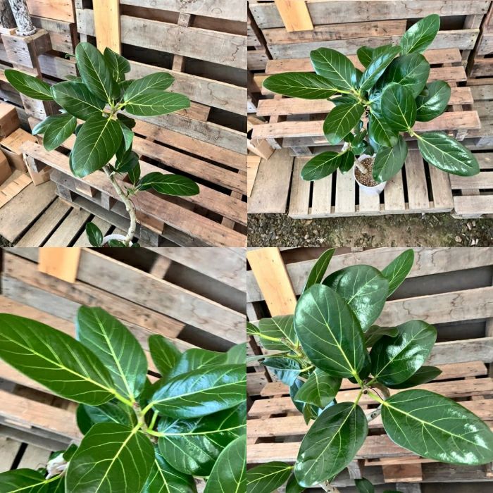 観葉植物現品販売